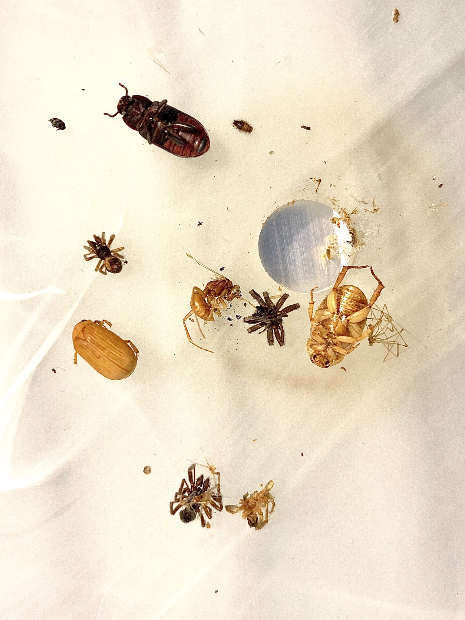 Some of the insects found in the light fixture