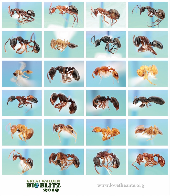 Walden array of ants
