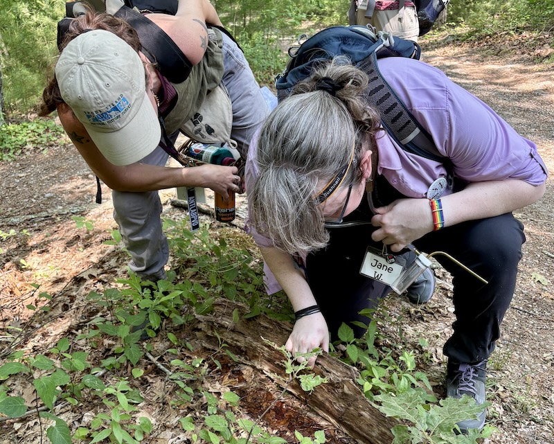 Photo of Dr. Jane looking for ants at the RINHS Bioblitz