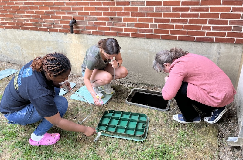 looking for needle ants on campus