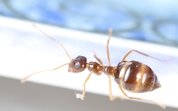 Prenolepis