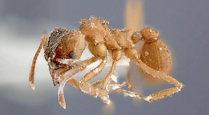 Trachymyrmex