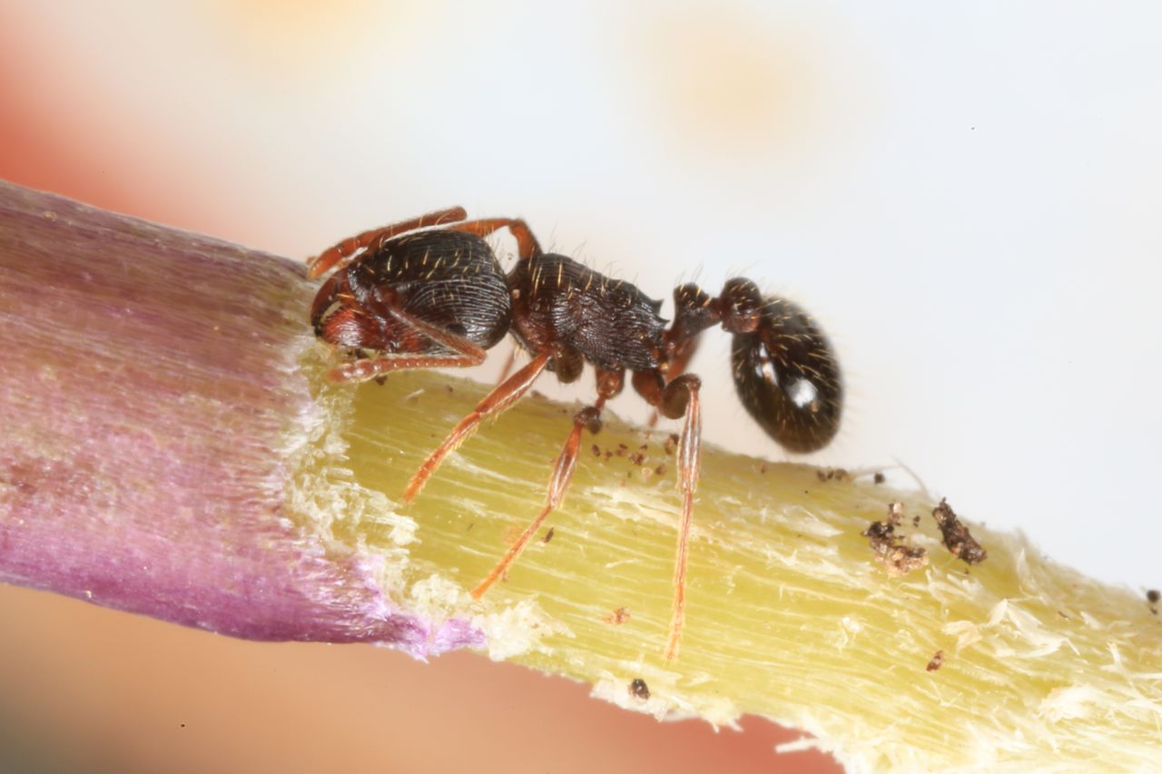 Tetramorium caespitum immigrans eating broccoli