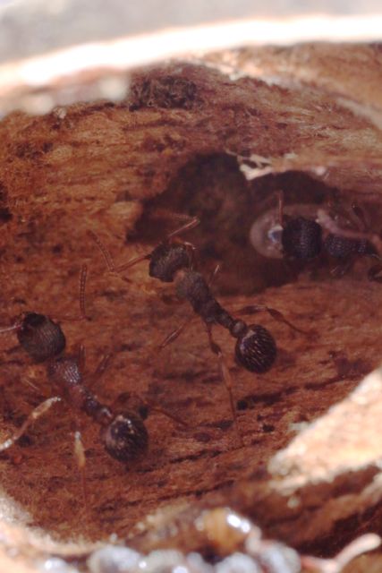 Myrmica acorn ants