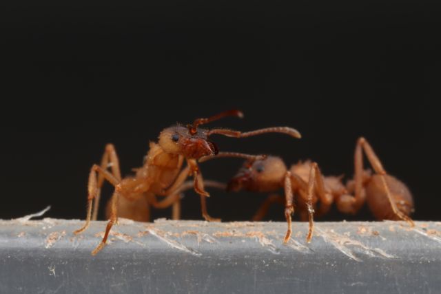 Trachymyrmex