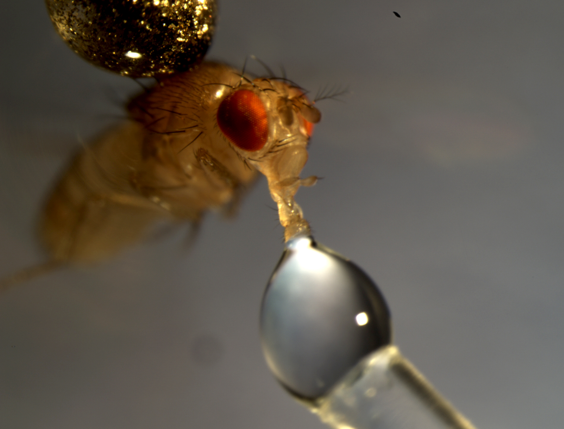 Drosophila drinking sugar solution with proboscis extended