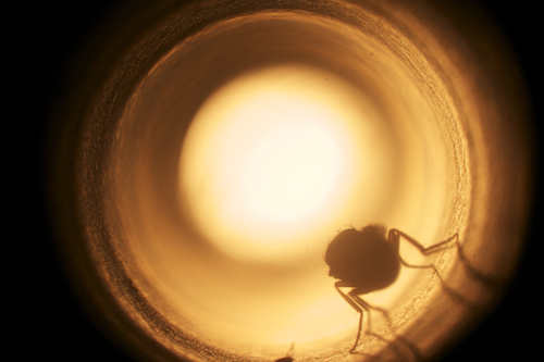 Drosophila NSF Grant