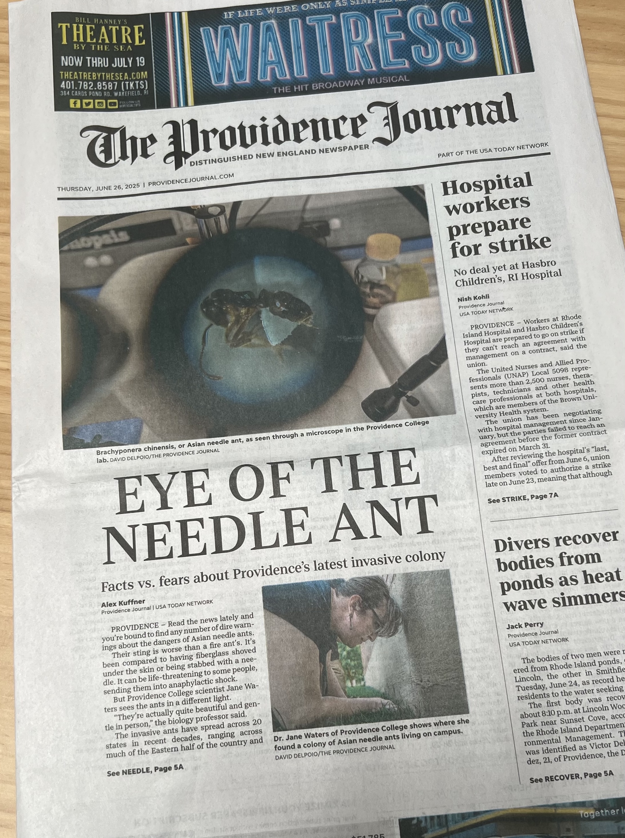 Providence Journal article about needle ants and Dr. Jane’s research lab